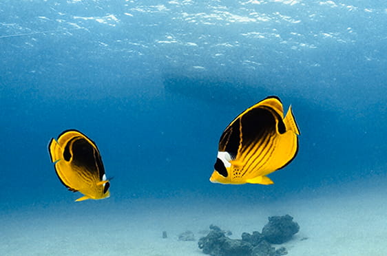 透明な青い海中に、黄色の二匹の魚が対面しながら泳いでいる様子