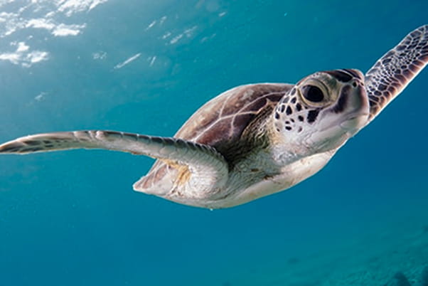 海中に一匹の亀が泳いでいる様子