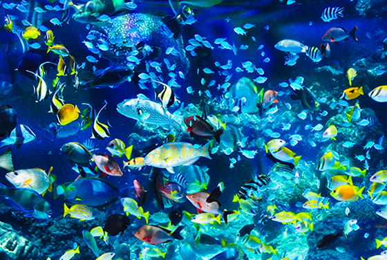 海中に、たくさんの種類の魚が泳いでいる様子