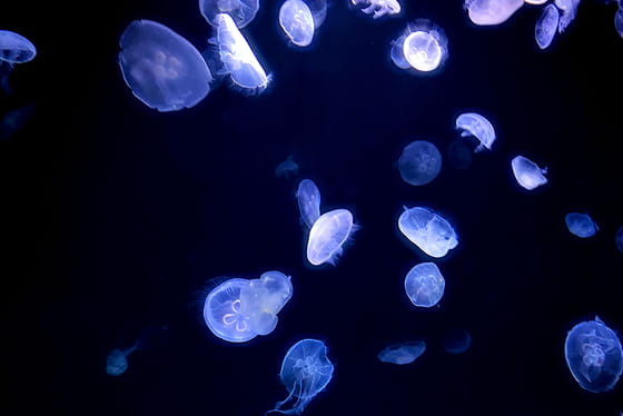 海中にたくさんのクラゲが紫色に光を放ちながら泳いでいる様子