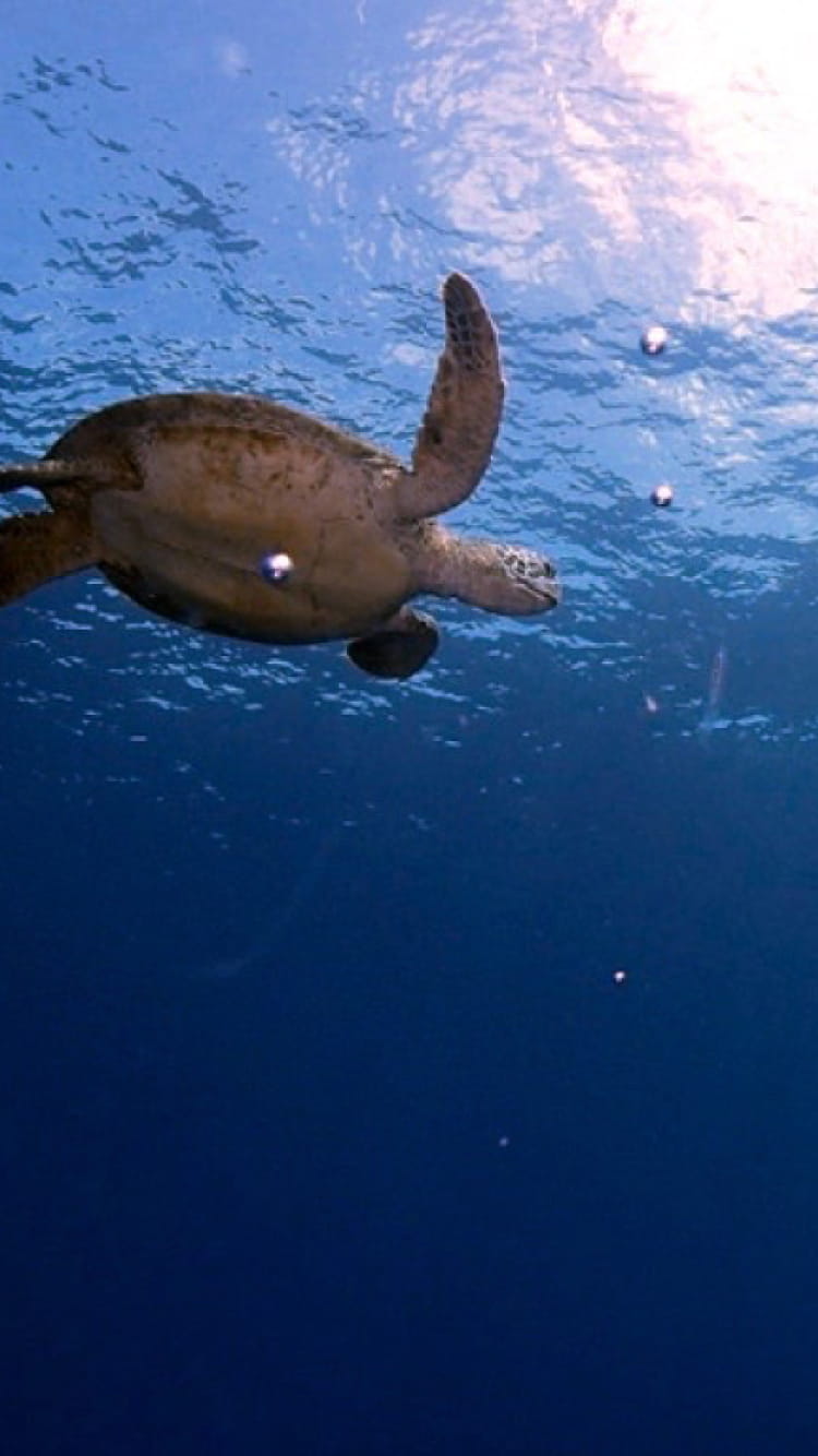 海中の左側に亀一匹、右側に２名のダイバーが泳いでいる様子