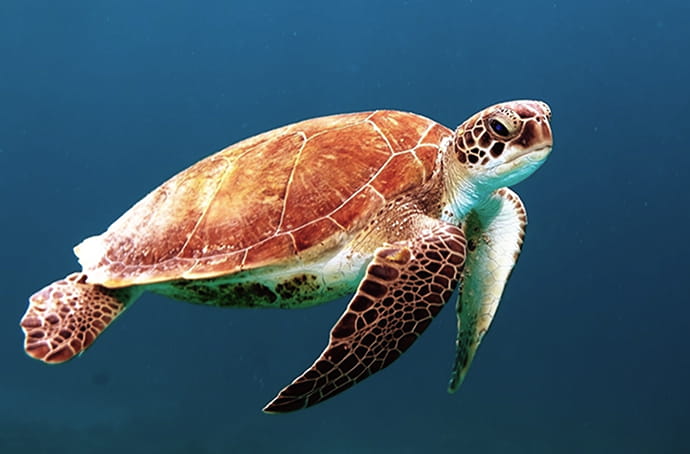 海中の珊瑚礁の近くに小さな赤い魚がたくさん泳いでいる様子